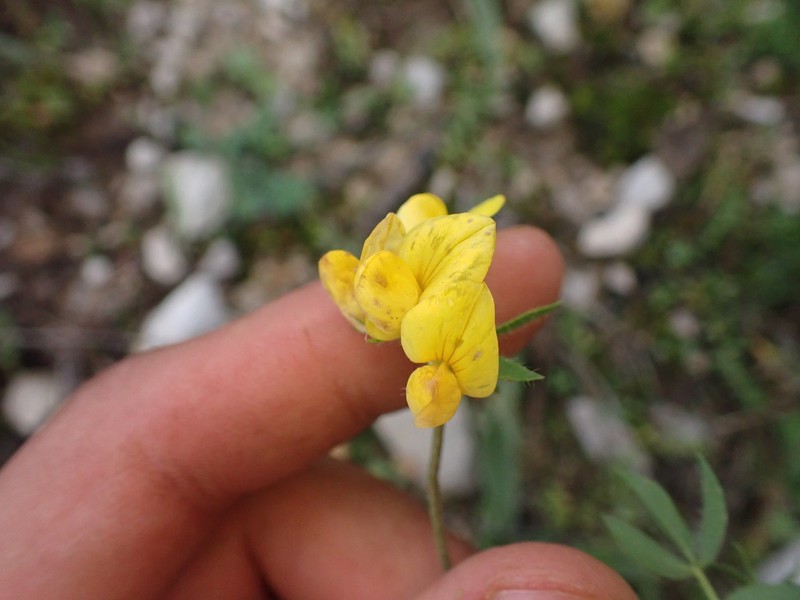 Lotus corniculatus subsp. delortii photo 6