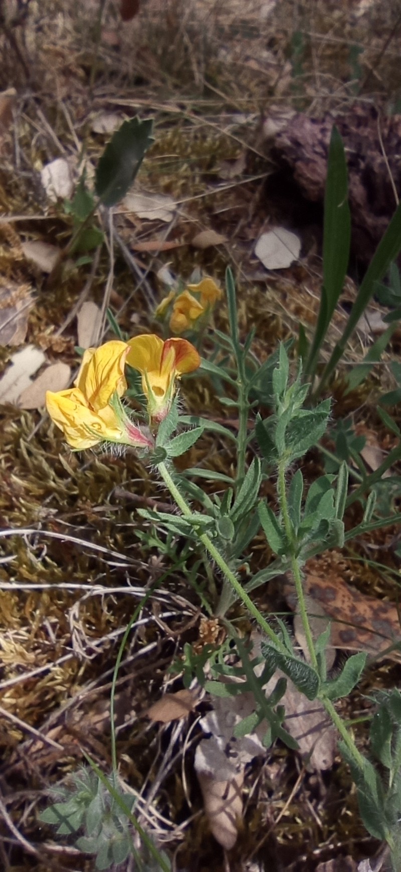 Lotus corniculatus subsp. delortii photo 7