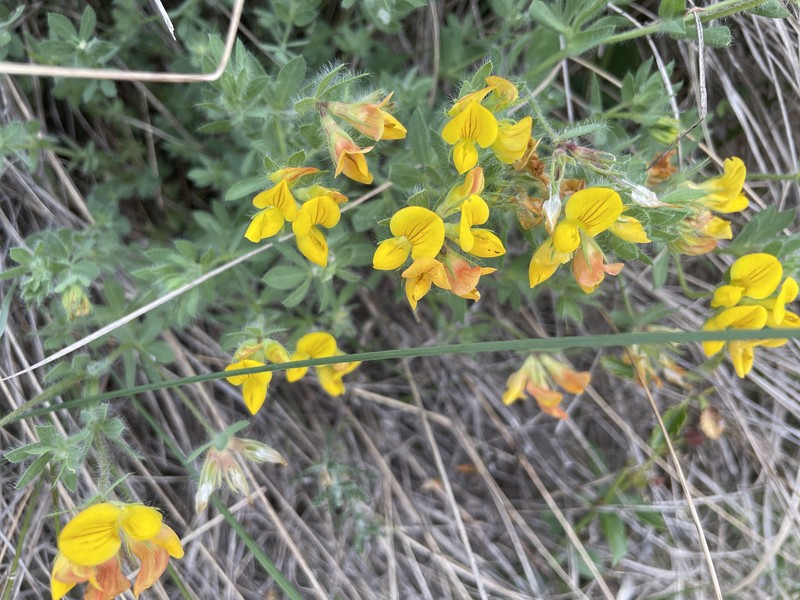 Lotus corniculatus subsp. delortii photo 8