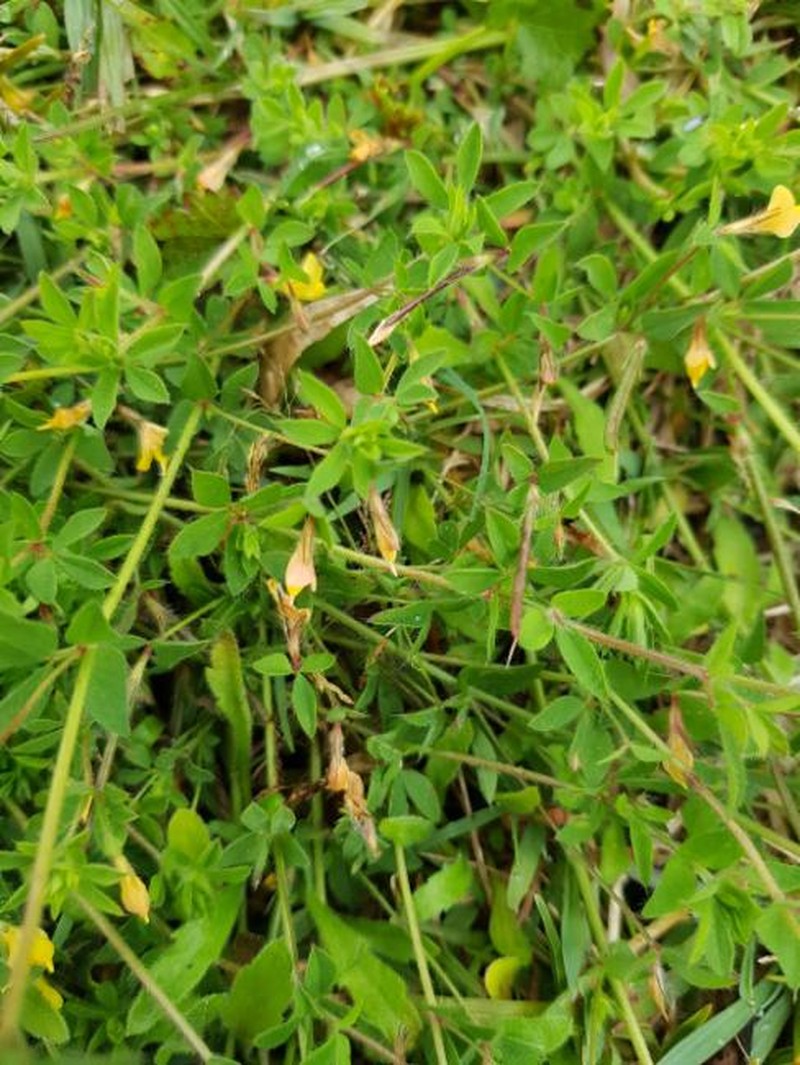 Lotus preslii
