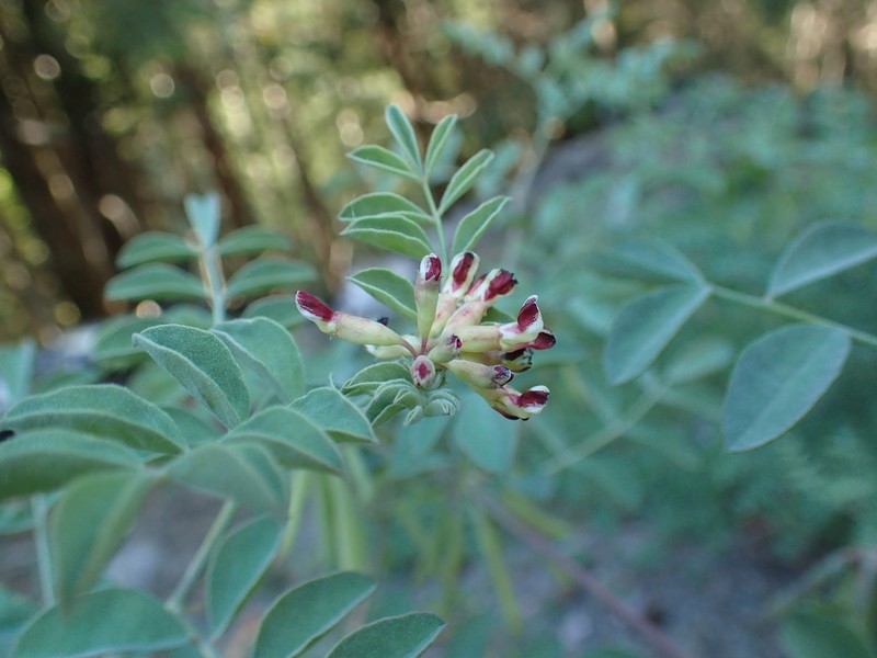 Big Deervetch