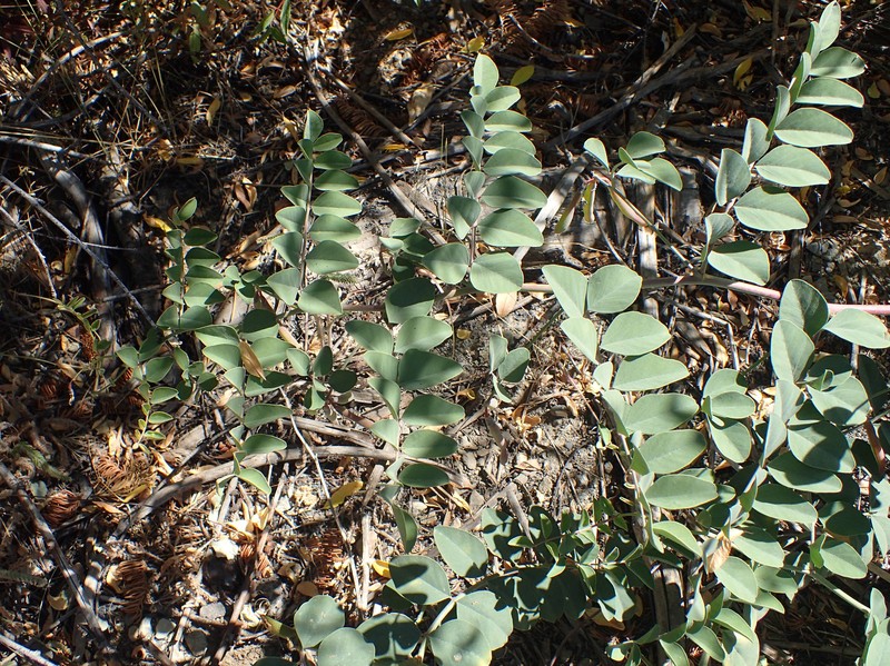Big Deervetch photo 2