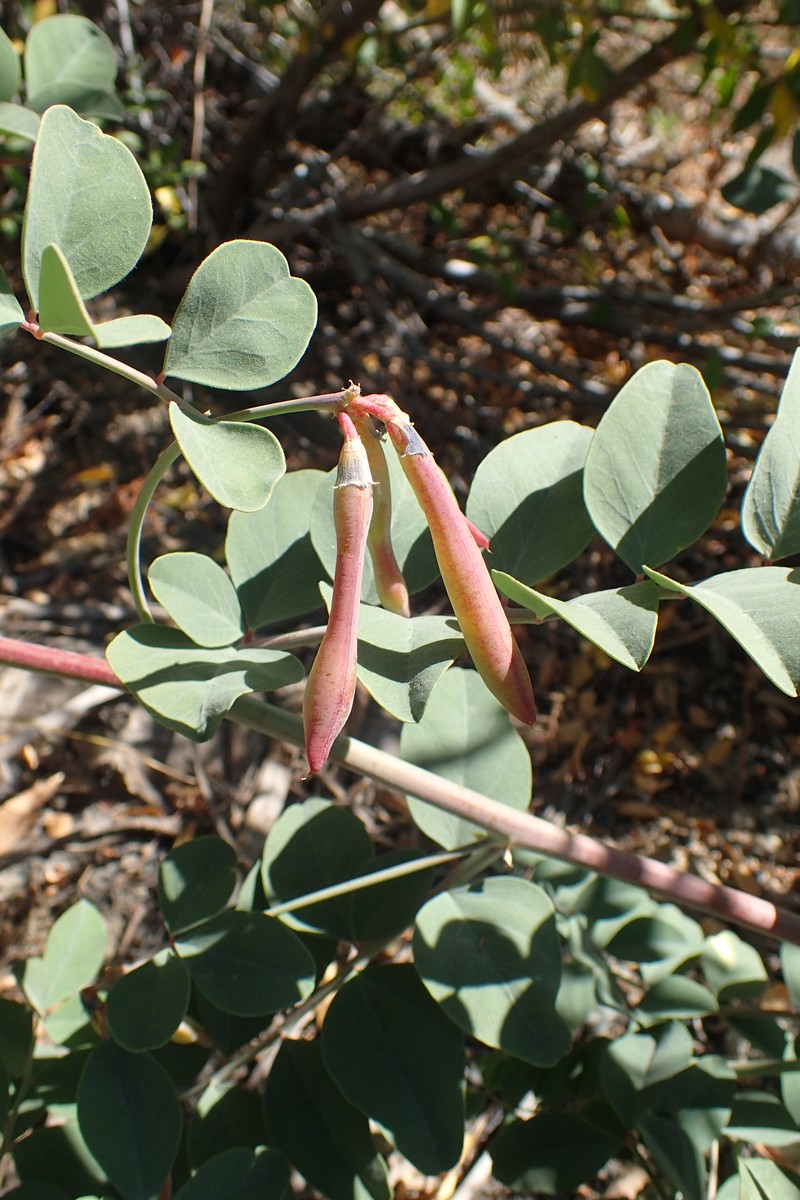 Big Deervetch photo 3
