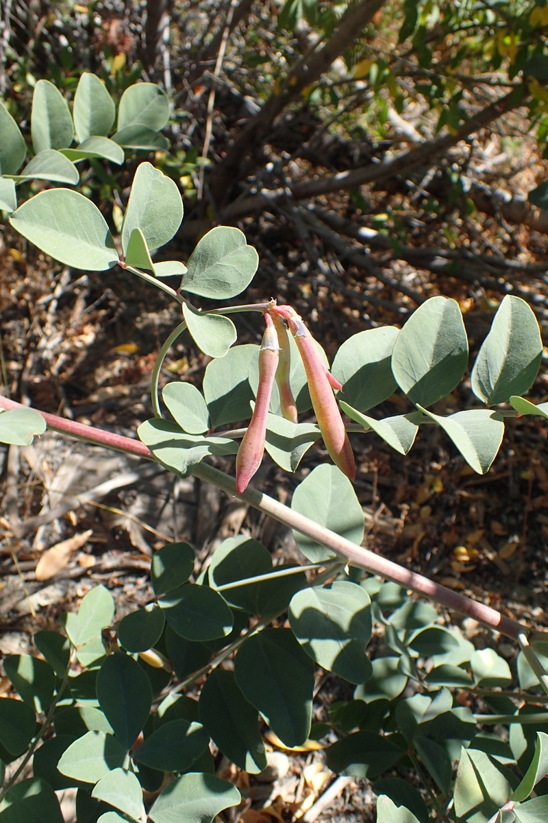 Big Deervetch photo 4