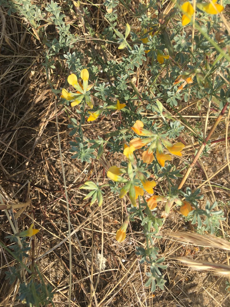 Creta Trefoil photo 2