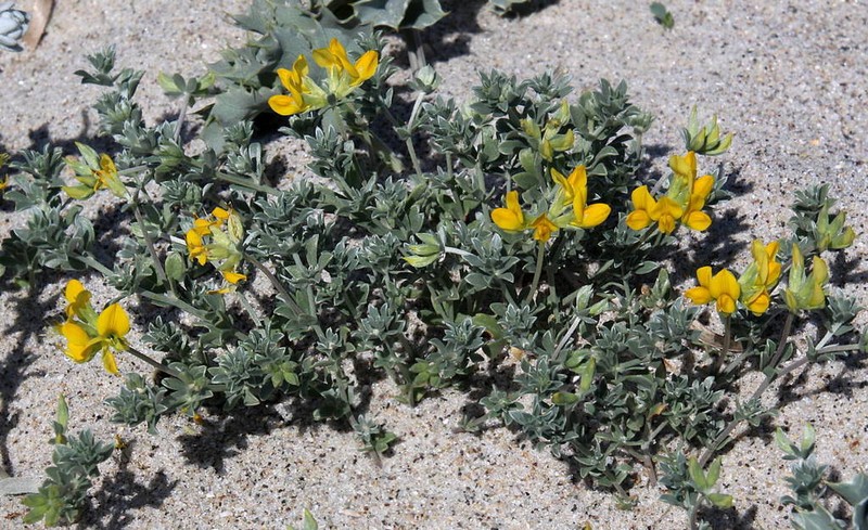 Creta Trefoil photo 3