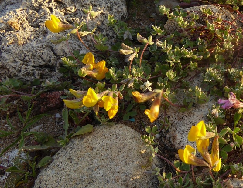 Creta Trefoil photo 4