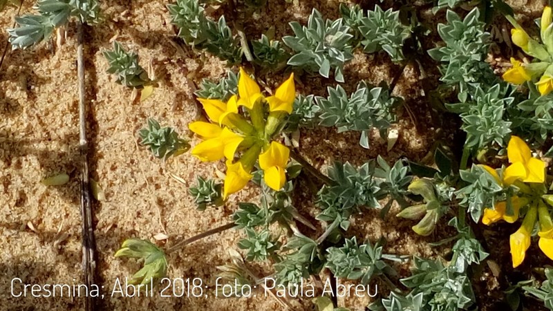 Creta Trefoil photo 5