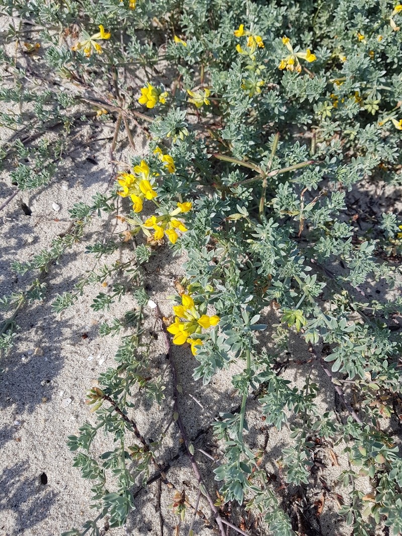 Creta Trefoil photo 6