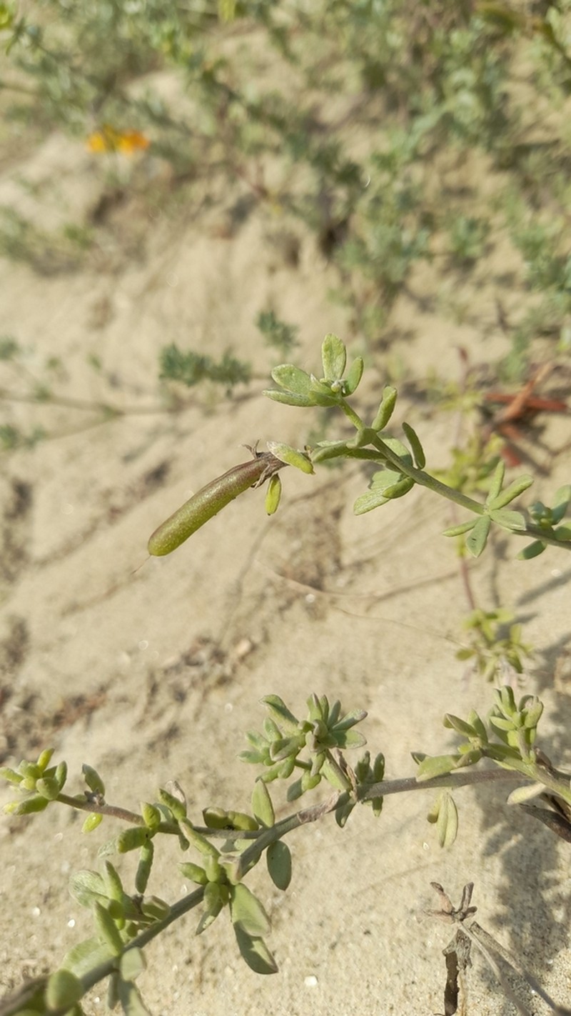 Creta Trefoil photo 7