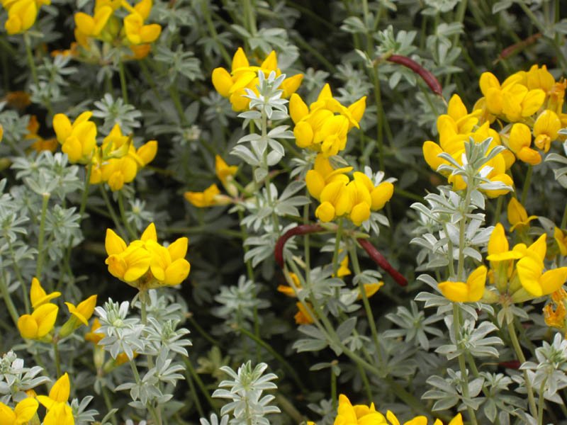 Creta Trefoil