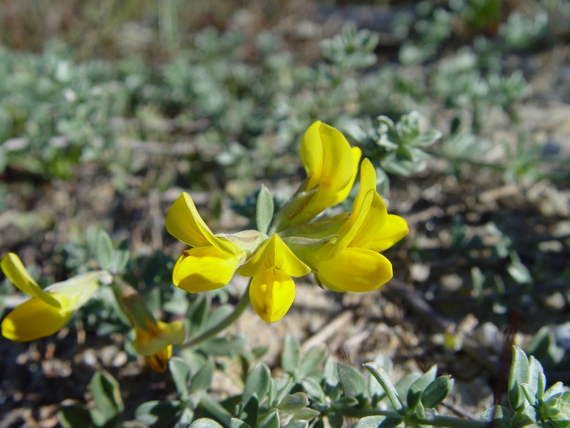 Creta Trefoil