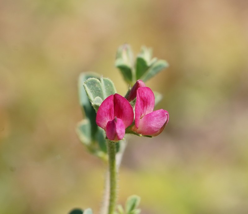 Lotus cruentus photo 2