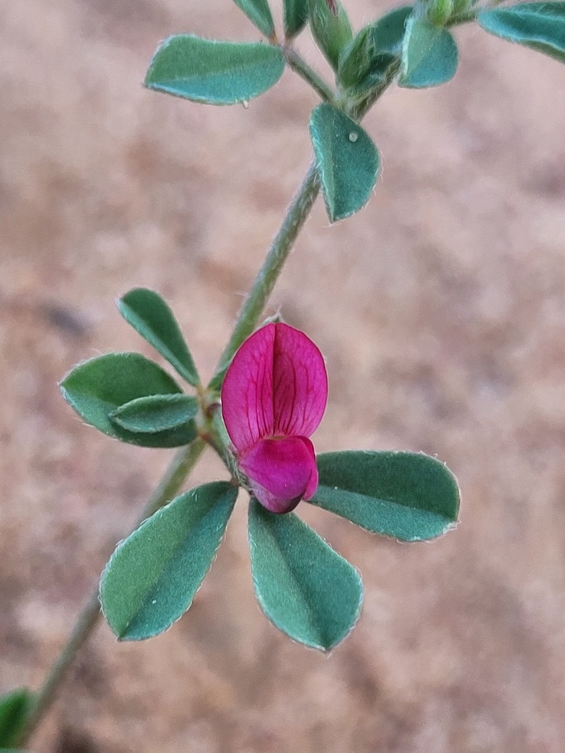 Lotus cruentus photo 3
