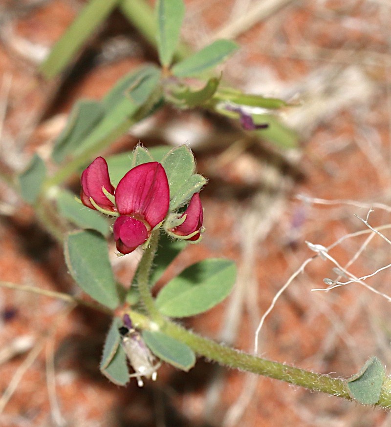 Lotus cruentus photo 7