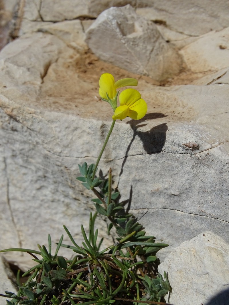 Lotus cytisoides photo 2