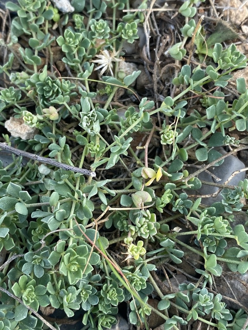 Lotus cytisoides photo 3