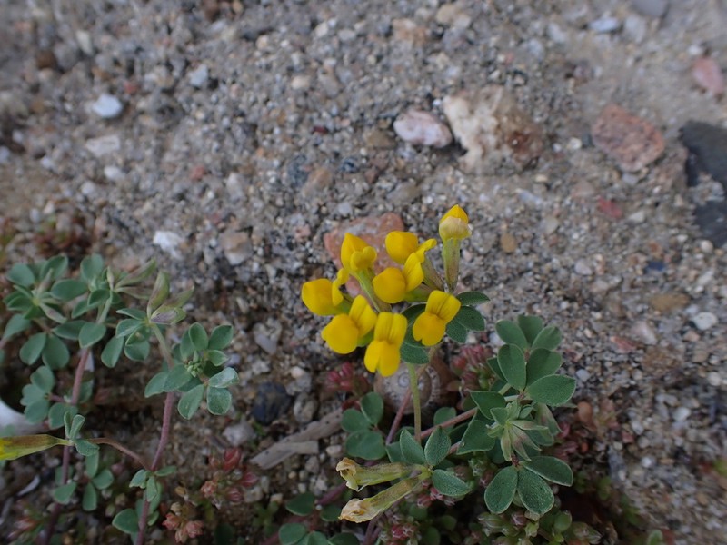 Lotus cytisoides photo 4