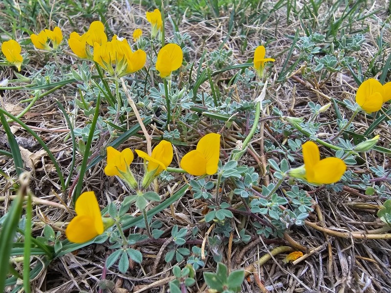 Lotus cytisoides photo 5