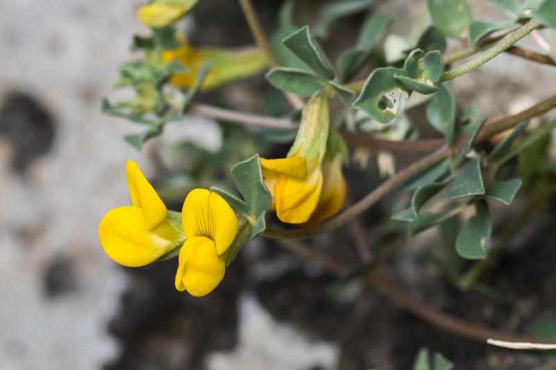 Lotus cytisoides photo 6