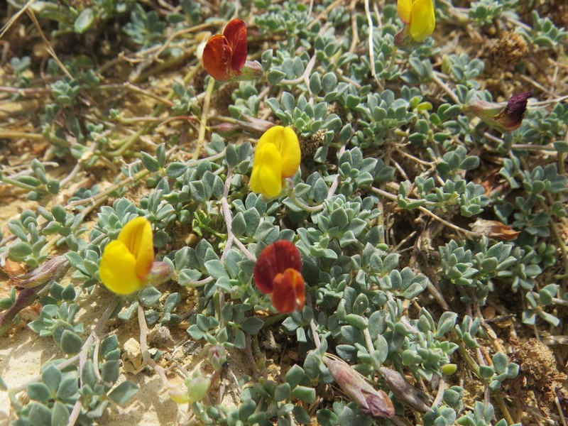 Lotus cytisoides photo 7
