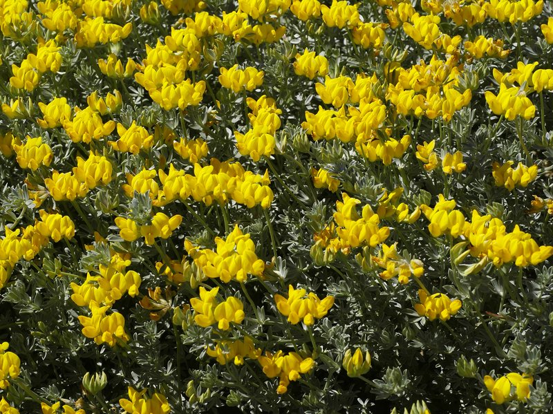 Lotus cytisoides