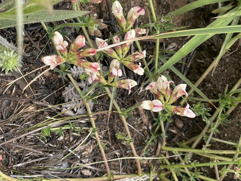 Lotus discolor photo 2