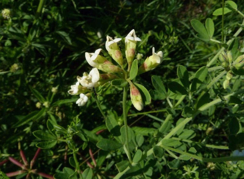 Lotus discolor photo 5