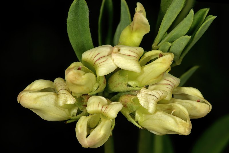Lotus discolor