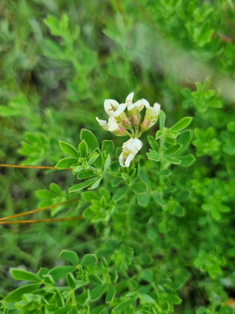 Lotus discolor subsp. discolor