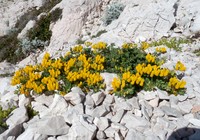 Lotus drepanocarpus