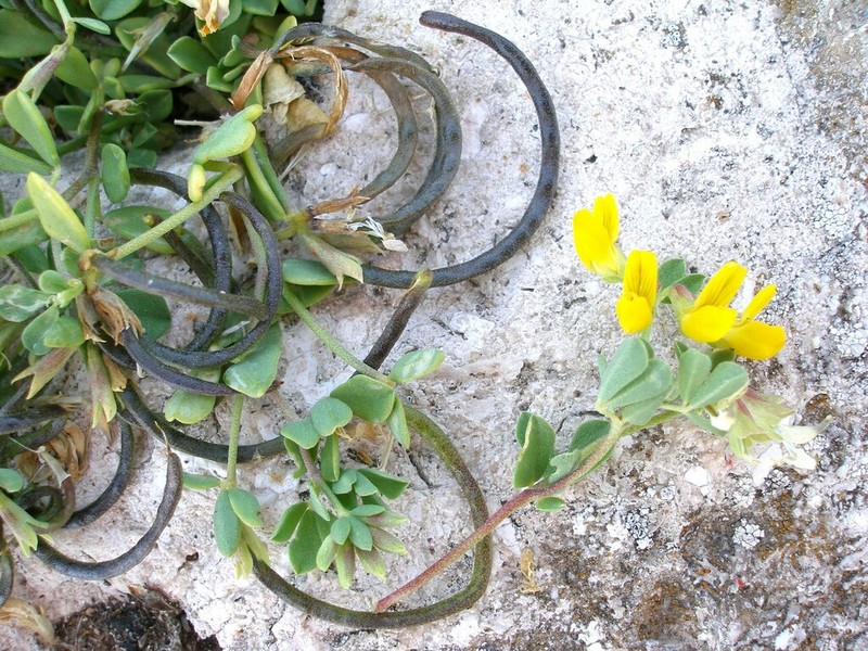 Lotus drepanocarpus photo 4