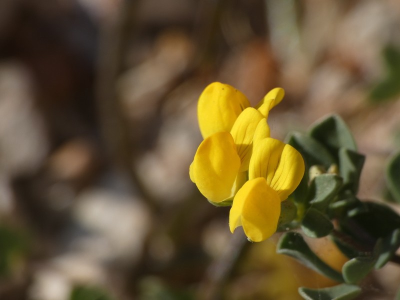 Lotus drepanocarpus photo 7