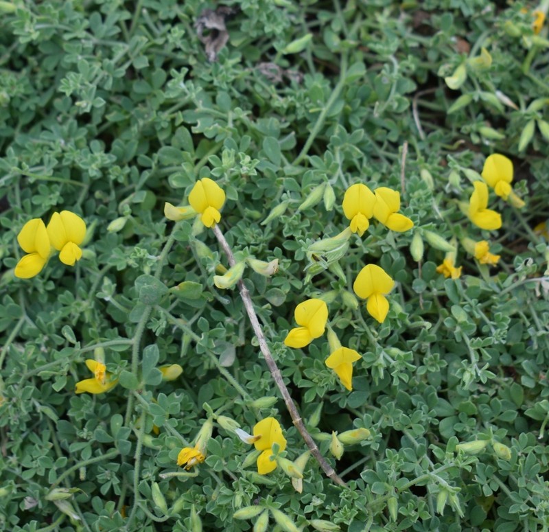 Lotus dumetorum photo 2