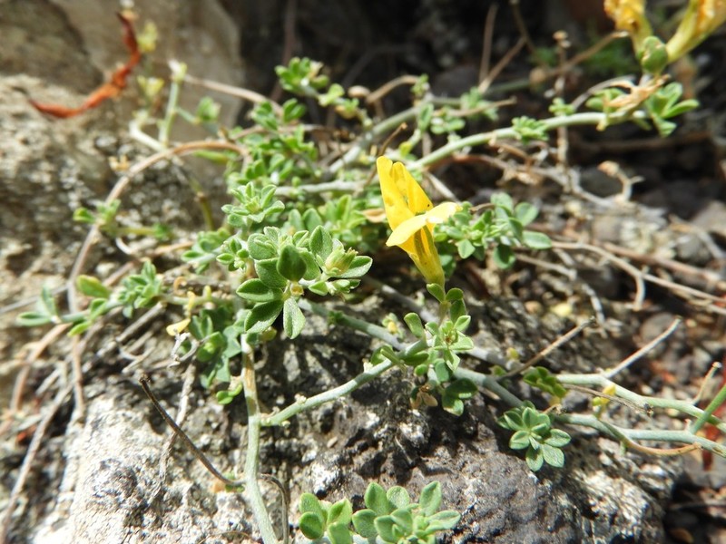 Lotus dumetorum photo 5