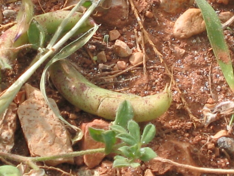 Lotus edulis photo 5