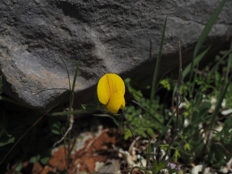 Lotus edulis photo 6
