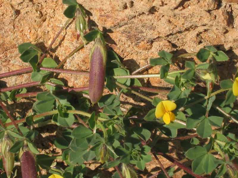 Lotus edulis photo 7