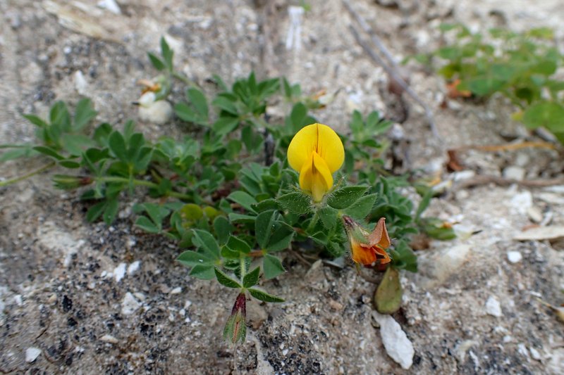Lotus edulis