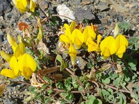 Lotus emeroides