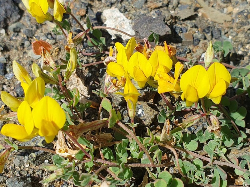 Lotus emeroides