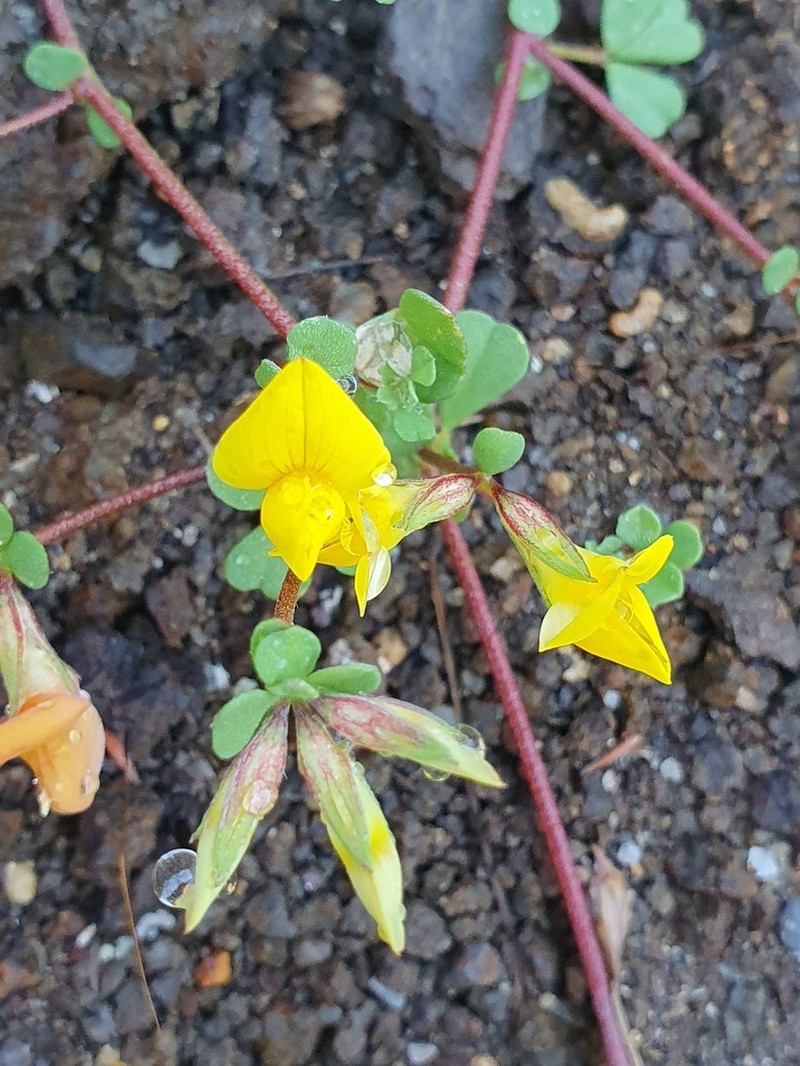 Lotus emeroides photo 2