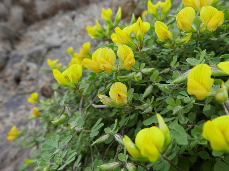 Lotus emeroides photo 4