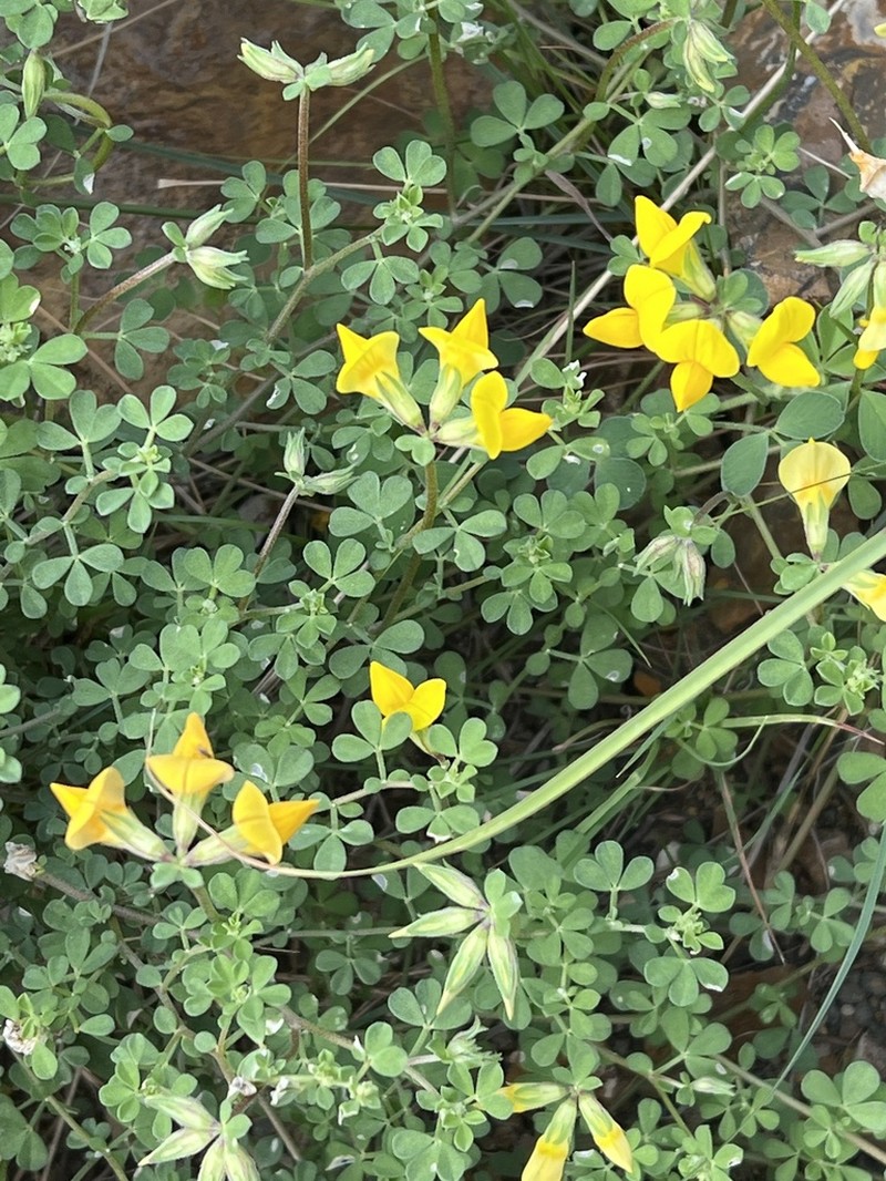 Lotus emeroides photo 5