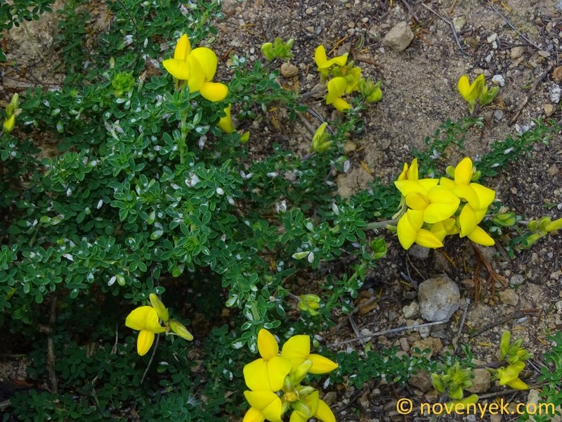 Lotus emeroides photo 6