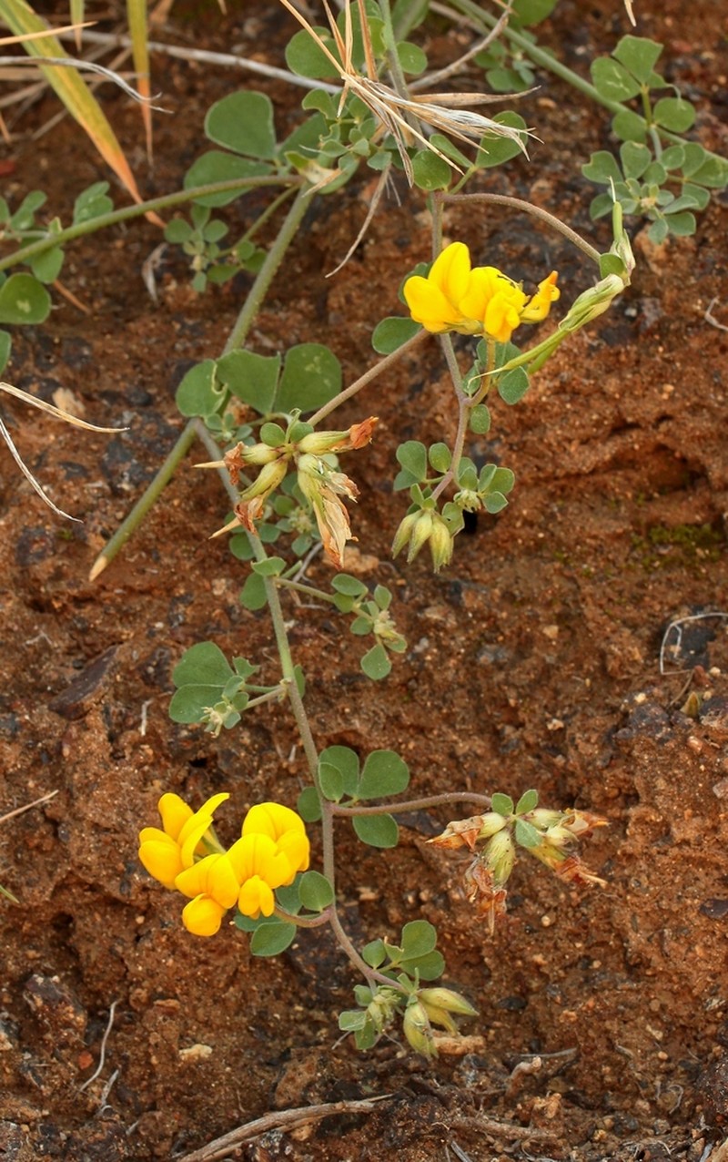 Lotus emeroides photo 8