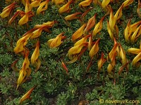 Lotus eremiticus