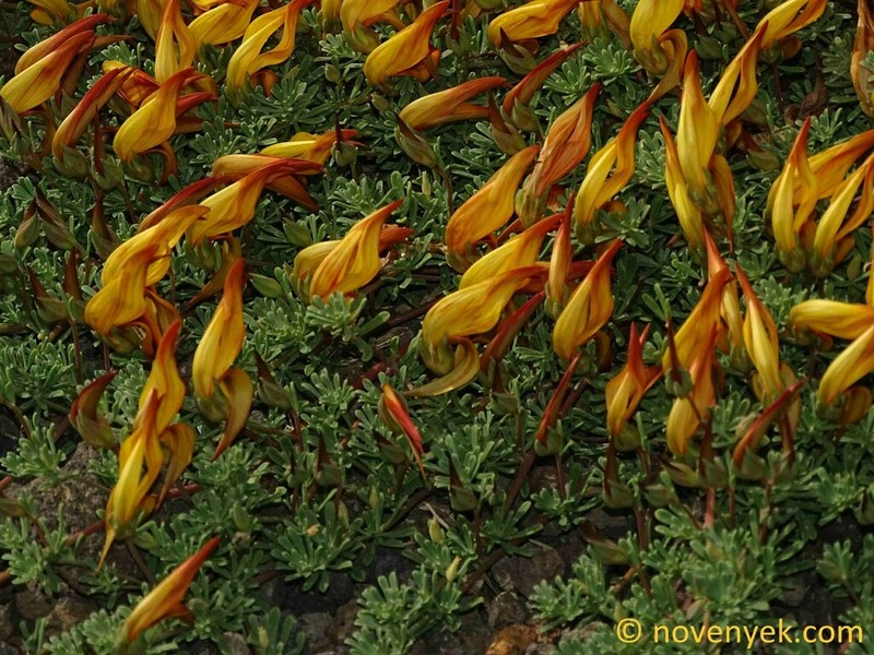 Lotus eremiticus
