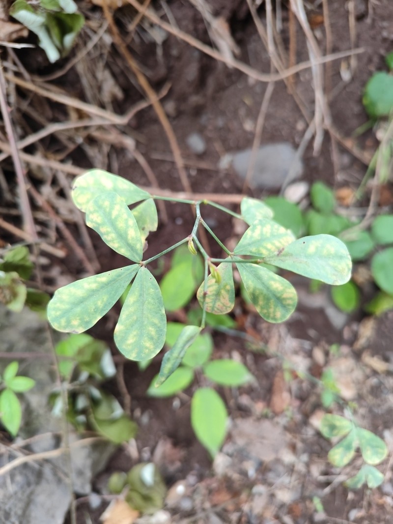 Lotus eriophthalmus photo 2