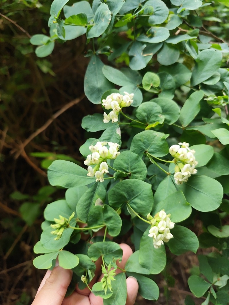 Lotus eriophthalmus photo 4